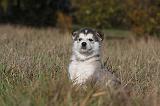 ALASKAN MALAMUTE 456